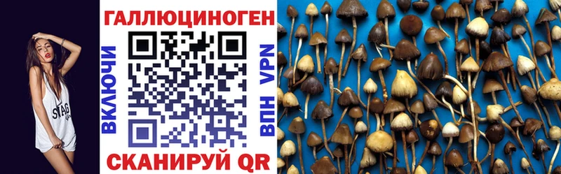Псилоцибиновые грибы Psilocybine cubensis  Чаплыгин 